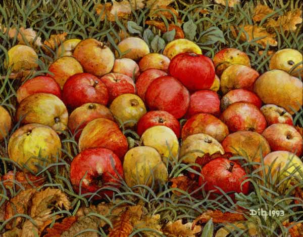 Durnitzhofer Apples, 1993 od Ditz 