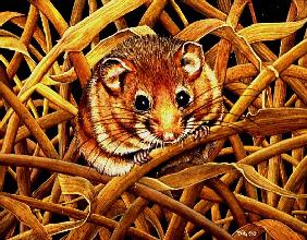 Edible Dormouse, 1993