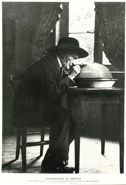 Jean-Henri Fabre (1823-1915) observing insects, from ''Souvenirs Entomologiques'', published in 1924 od French Photographer