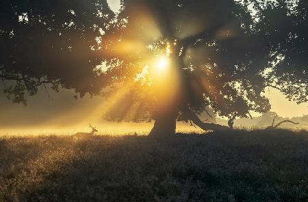 Under the tree