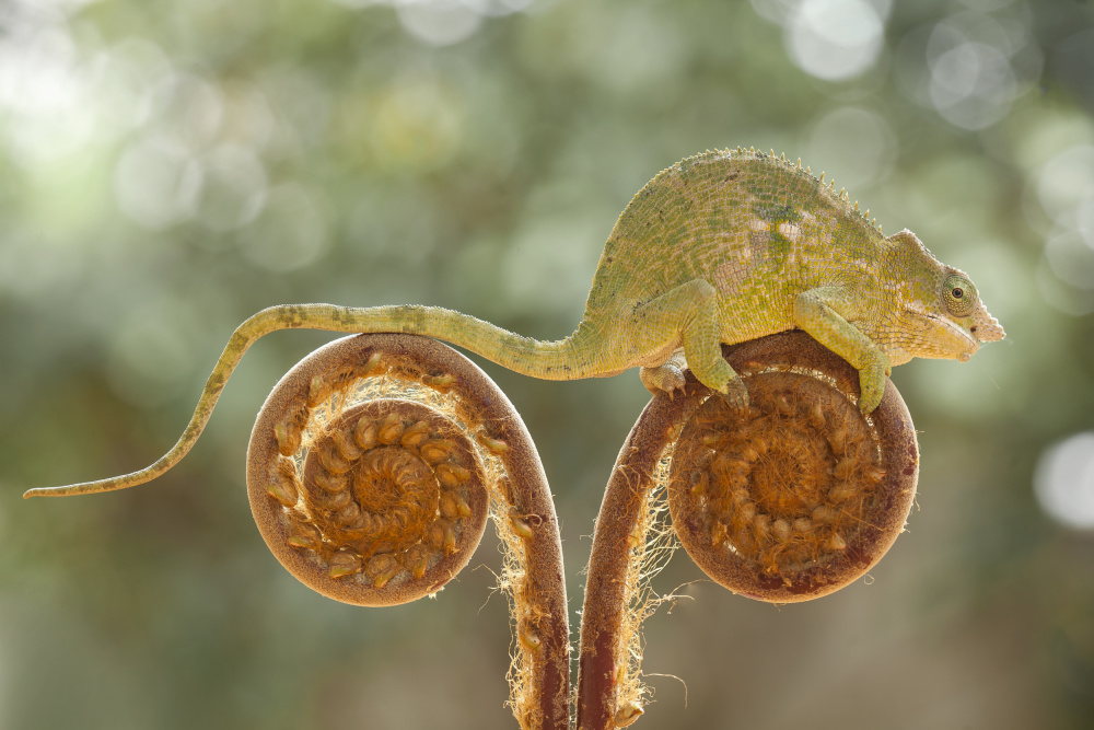 Chameleon on Ferns od Abdul Gapur Dayak