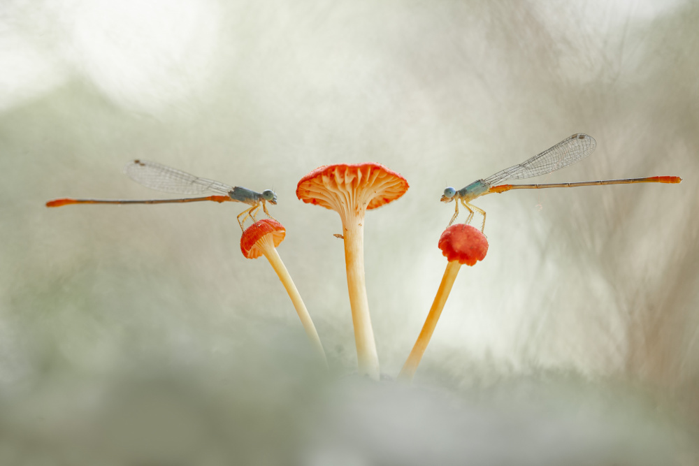 Damselflies and Mushroom od Abdul Gapur Dayak