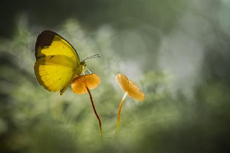 Yellow Butterfly on Mushroom