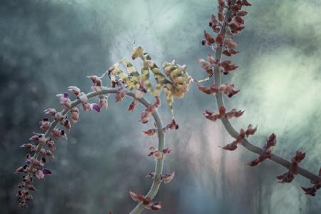 Between Wild Flowers