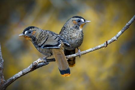 Rufous-chinned laughing thrush