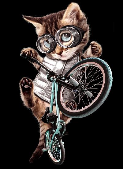 bmx cat