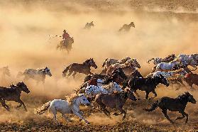 Horse run