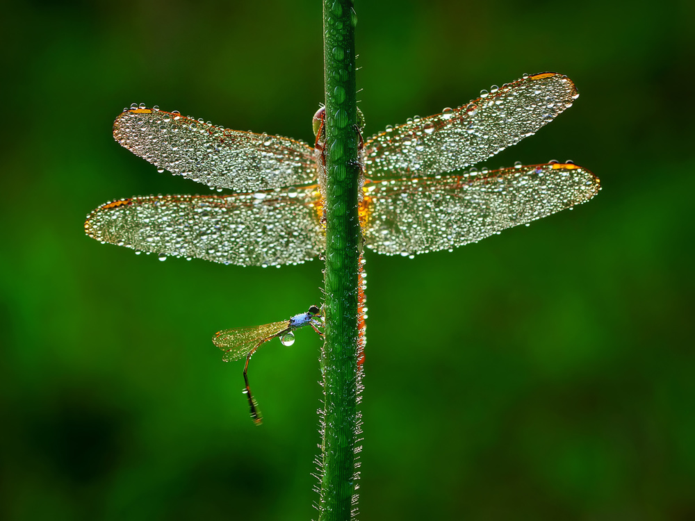 Dragonfly od Adhi Prayoga