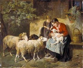 The newborn lamb.