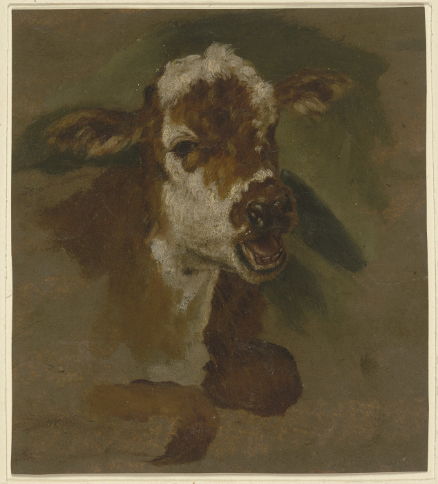 Cattle head od Adriaen van de Velde