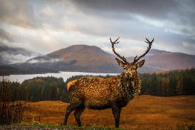 Scottish Stag