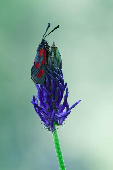 The magic world of moths