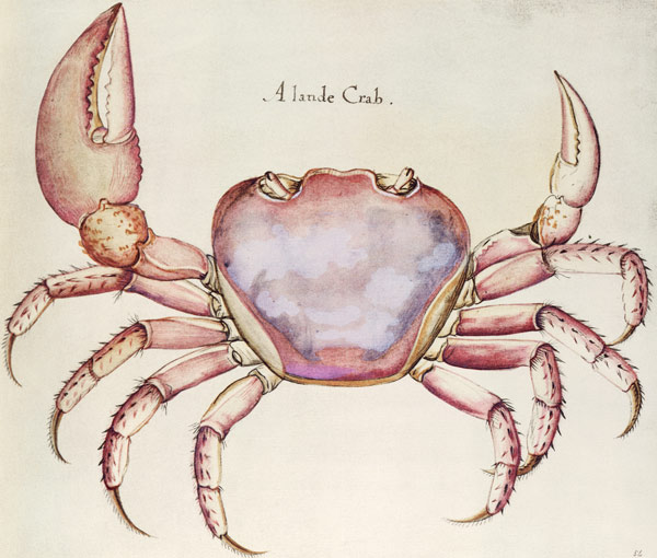 Land Crab od (after) John White