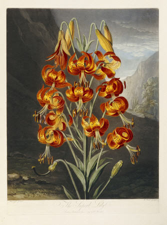 The Superb Lily od (after) Robert John Thornton