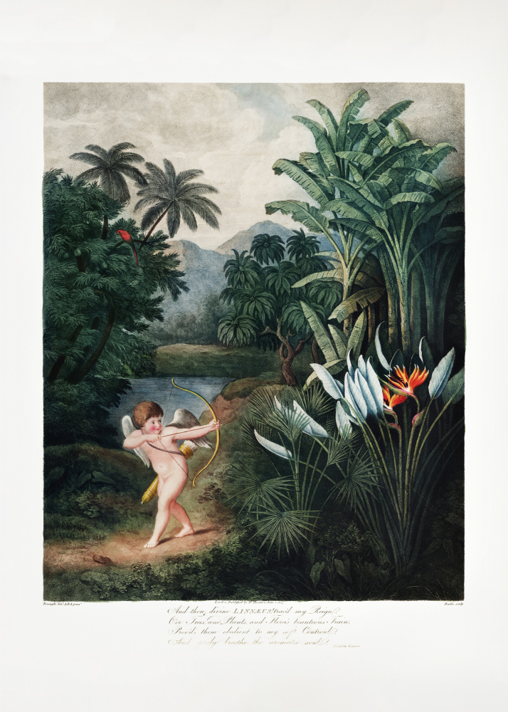 Cupid Inspiring Plants with Love from The Temple of Flora (1807) od (after) Robert John Thornton