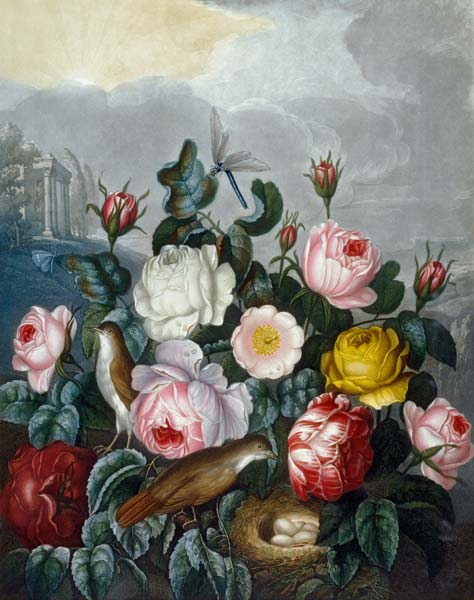 Roses / Aquatint after Thornton 1805 od (after) Robert John Thornton