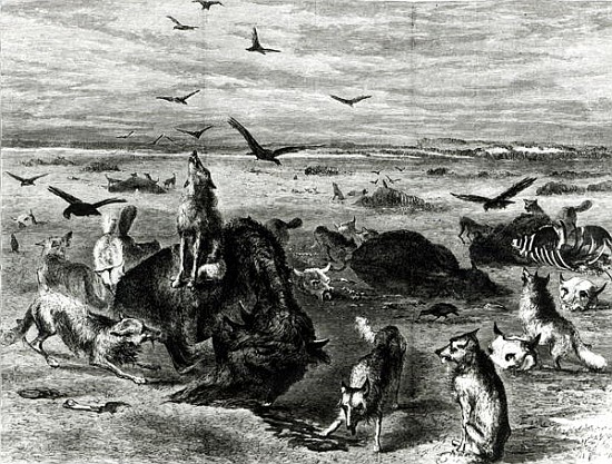 Slaughter of Buffaloes on the Plains, from Harpers Weekly 1872 od (after) Theodore Russell Davis