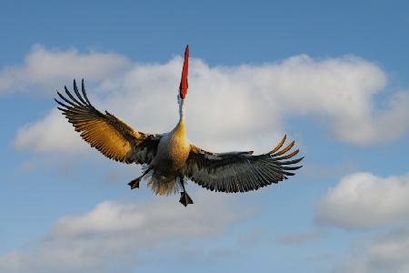 Dalmatian Pelican