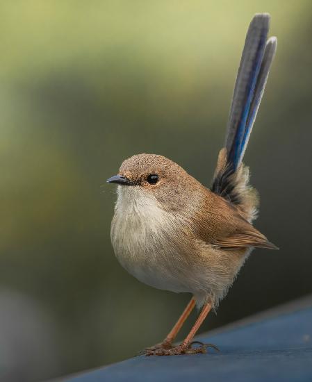 Superb FairyWren