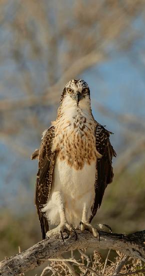 Proud Osprey