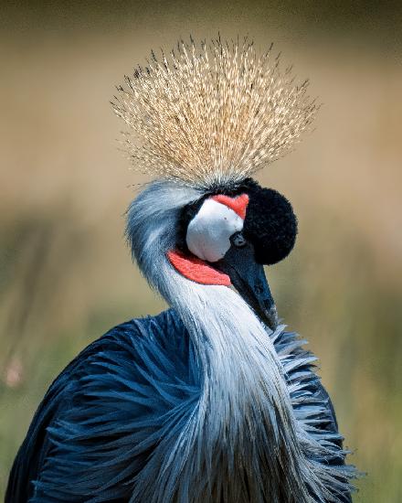 Crowned Crane