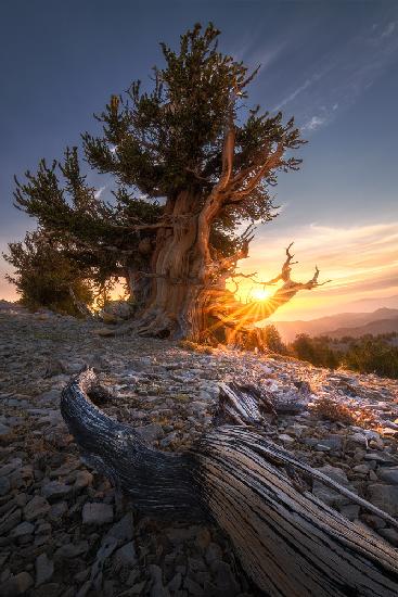 Sunrise Over Ancient Tree