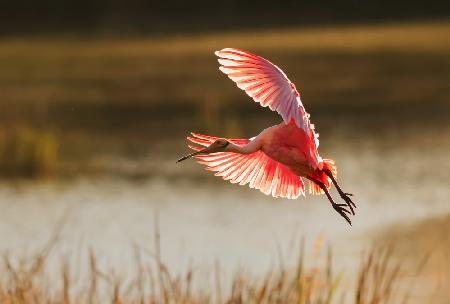 Roseate Spoonbill