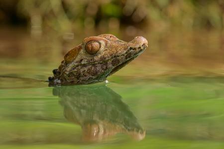 baby croc