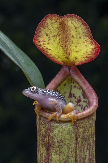 the frog and nepentes 2