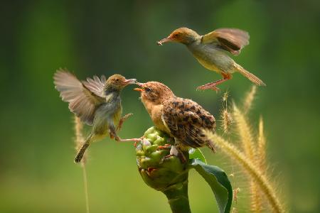 feeding