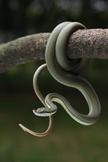 green snake