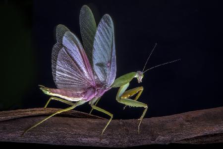 Mantis blooming