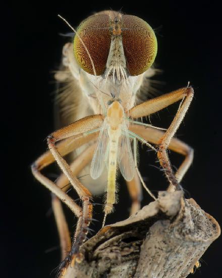 robberfly and prey