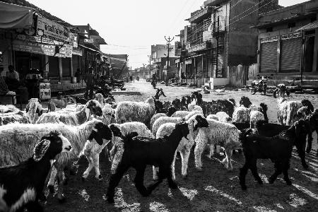 A Flock of Sheep in Rohet Village