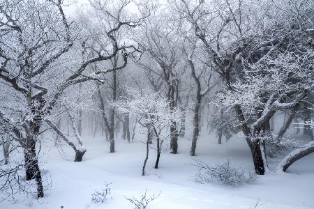 white forest