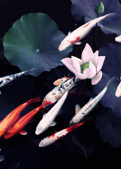 Koi Pond