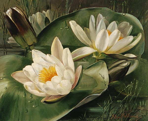 AB235 Water Lilies od Albert  Williams