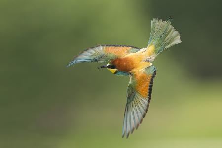 Bee eater