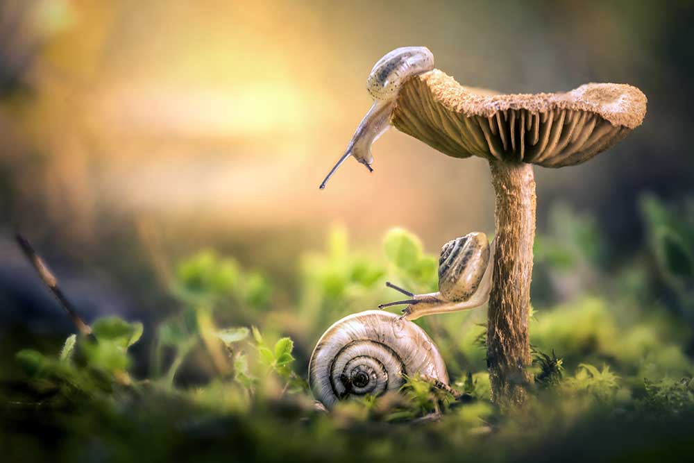 The awakening of snails od Alberto Ghizzi Panizza
