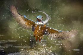 kingfisher