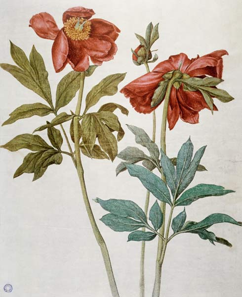 Peonies / Dürer od Albrecht Dürer