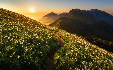 Among the daffodils