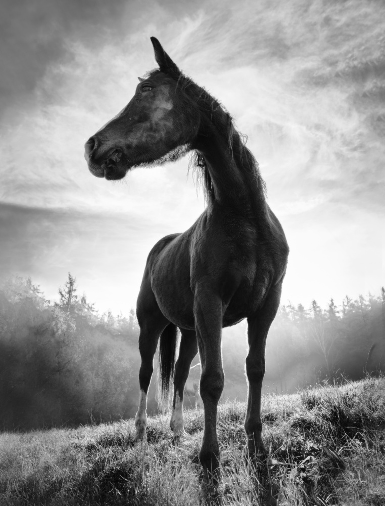Backlight horse od Alessandro Accordini