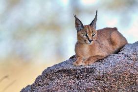 Caracal