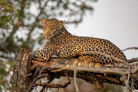 Young Leopard