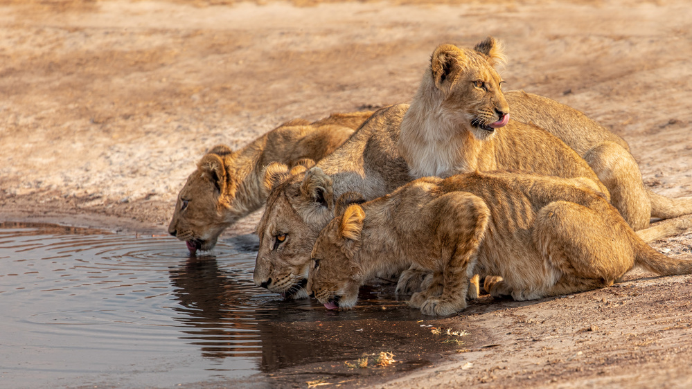 Drinking Time od Alessandro Catta