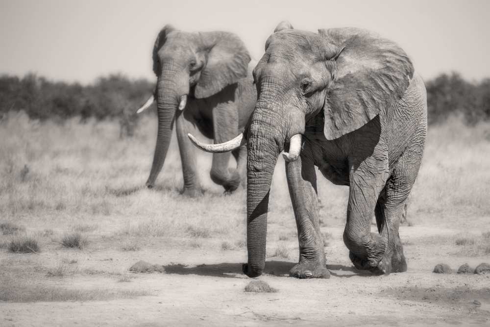 Twin Elephants od Alessandro Catta