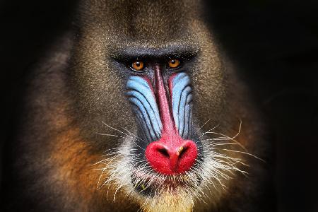 Wild Mandrill in Black