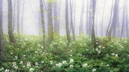 Fog in Spring