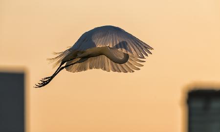 Jumping with a Golden Parachute